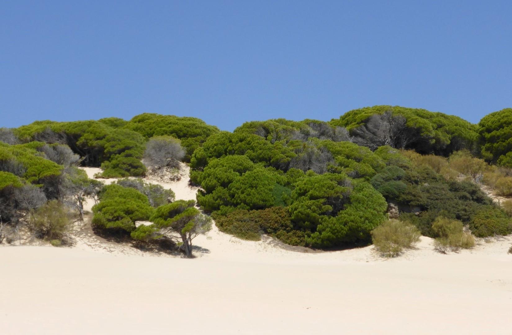 Sandee - Playa De Bolonia