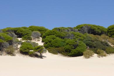 Sandee - Playa De Bolonia