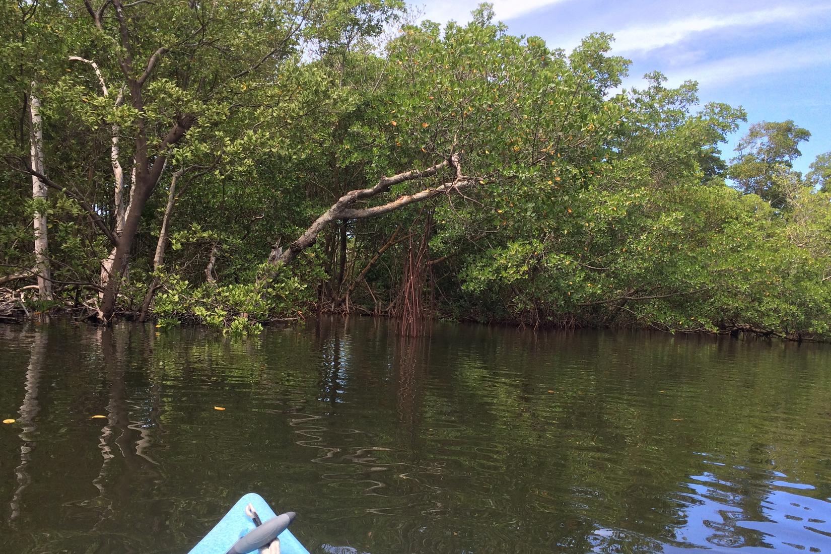 Sandee - Tarpon Bay