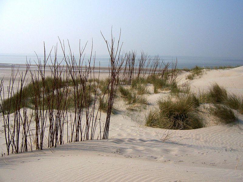 Sandee Noordzee Beach