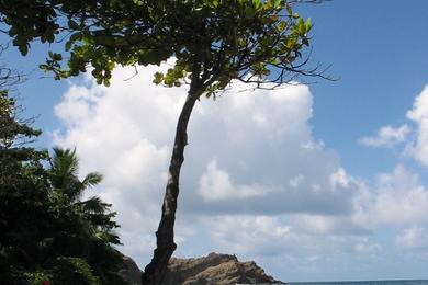 Sandee L'Anse Azerot