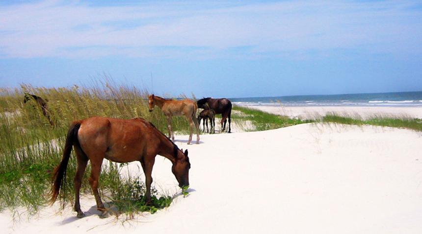 Sandee - Cumberland Island