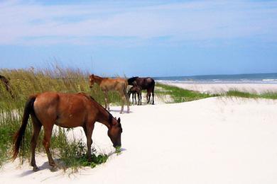 Sandee - Cumberland Island