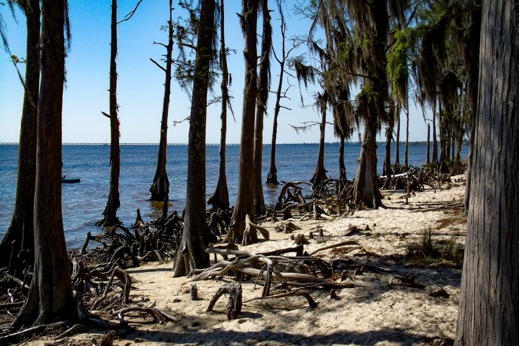 Sandee Fontainebleu State Park Photo