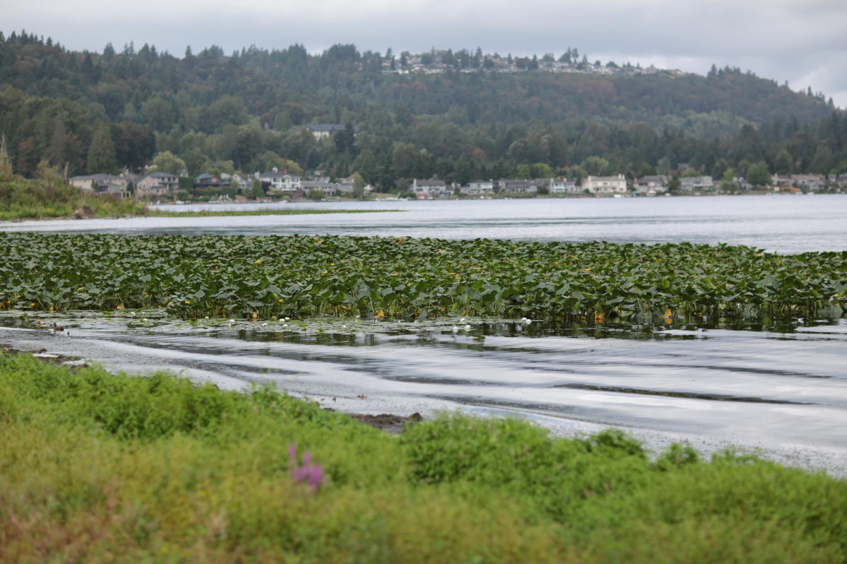 Sandee - Lake Sammamish State Park