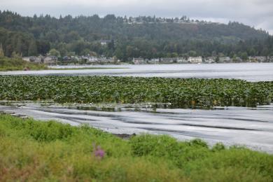 Sandee Lake Sammamish State Park Photo