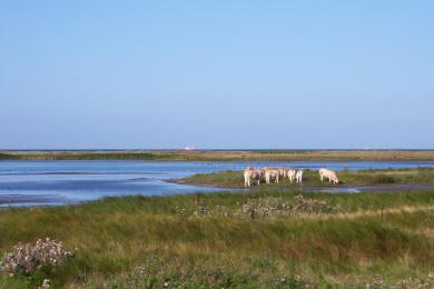 Sandee - Gruner Brink Beach