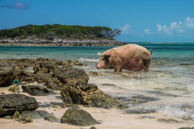 Sandee - Pig Beach