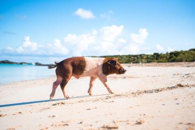 Sandee Pig Beach Photo