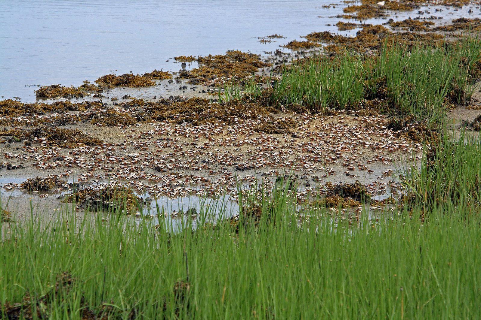 Sandee - Elizabeth A Morton National Wildlife Refuge