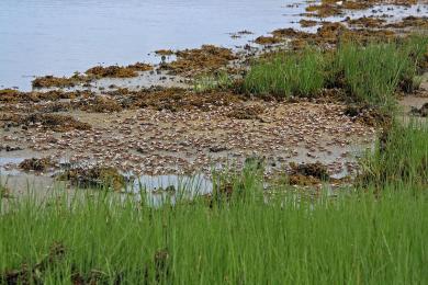 Sandee Elizabeth A Morton National Wildlife Refuge Photo