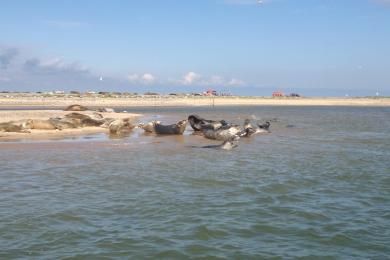 Sandee - Blakeney Point Beach