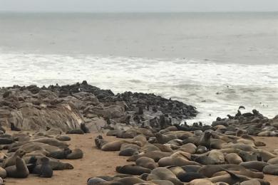 Sandee - Cape Cross Beach