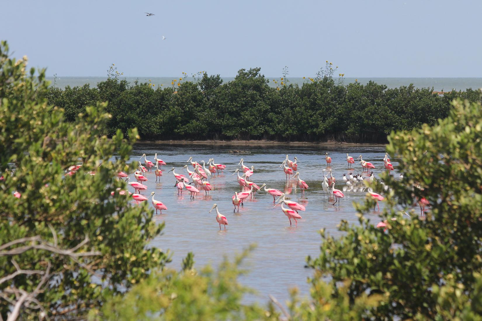 Sandee - Laguna Madre