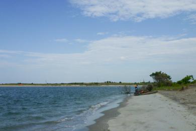 Sandee Carrot Island