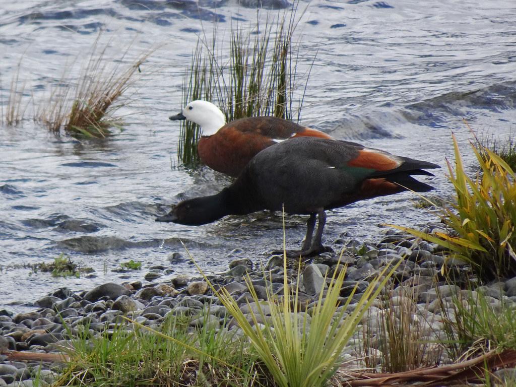 Sandee - Lake Te Anau