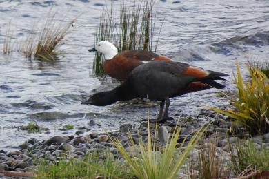 Sandee - Lake Te Anau