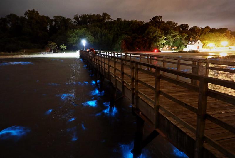 Sandee - Bioluminescent Beach