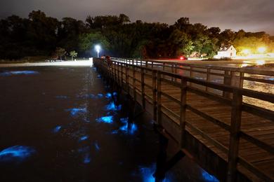 Sandee Bioluminescent Beach Photo