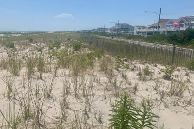 Sandee - Ludlam Beach