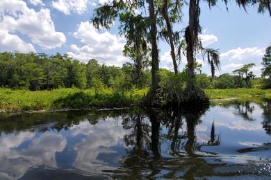 Sandee Wakulla Springs State Park Photo