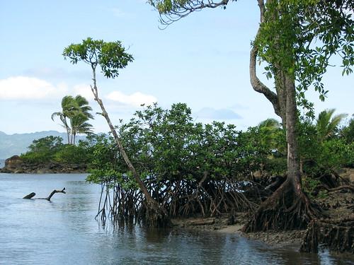 Sandee - Mangrove Lagoon