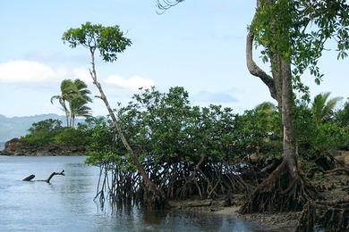 Sandee Mangrove Lagoon