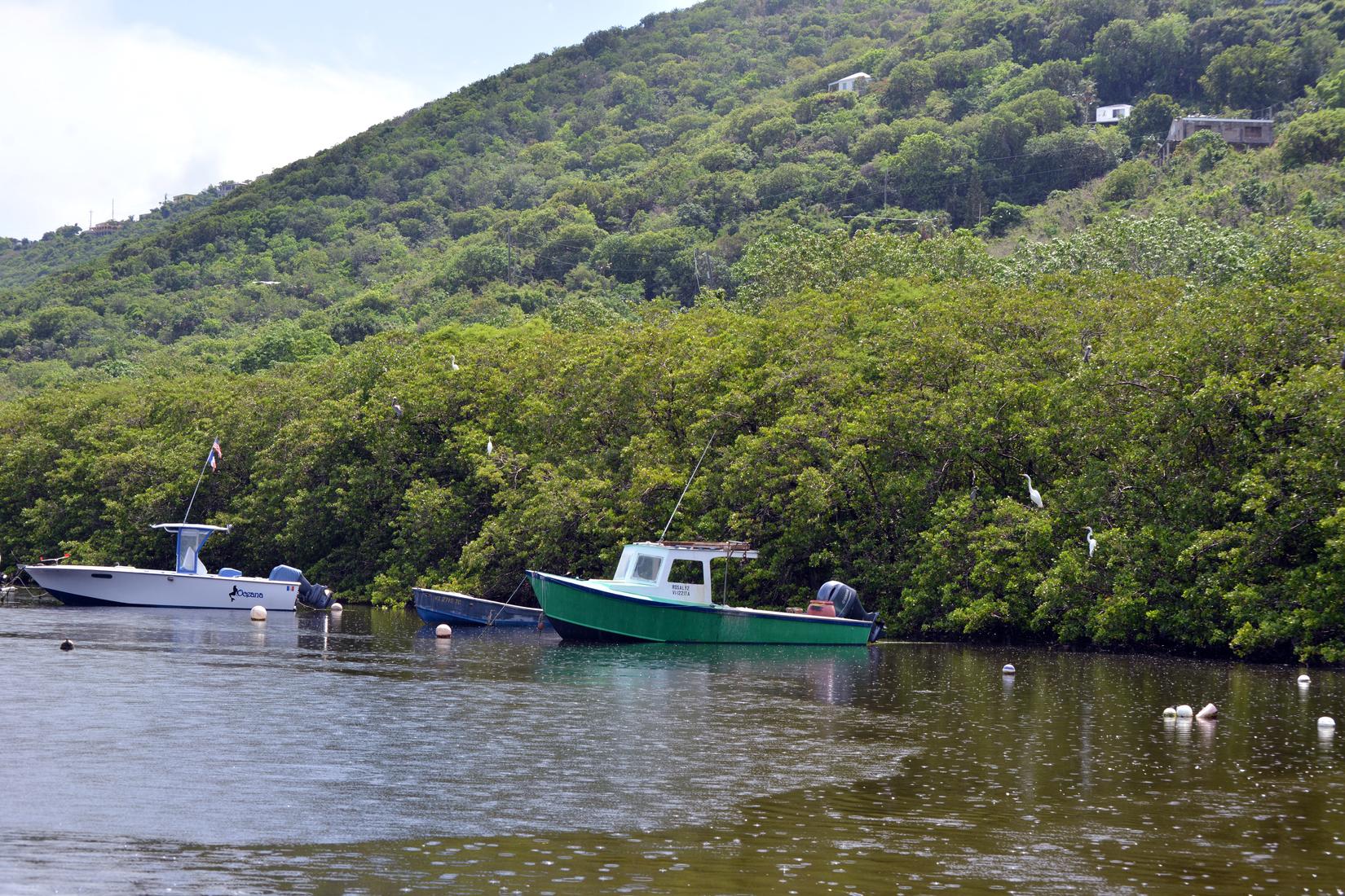 Sandee - Mangrove Lagoon