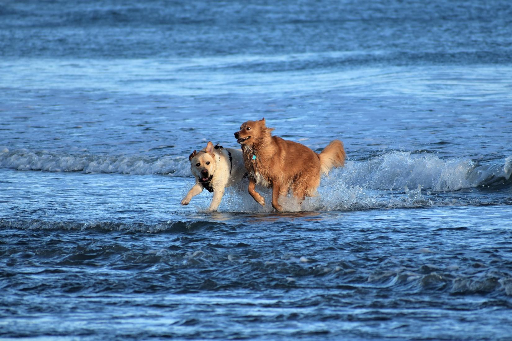 Sandee - Gooch's Beach