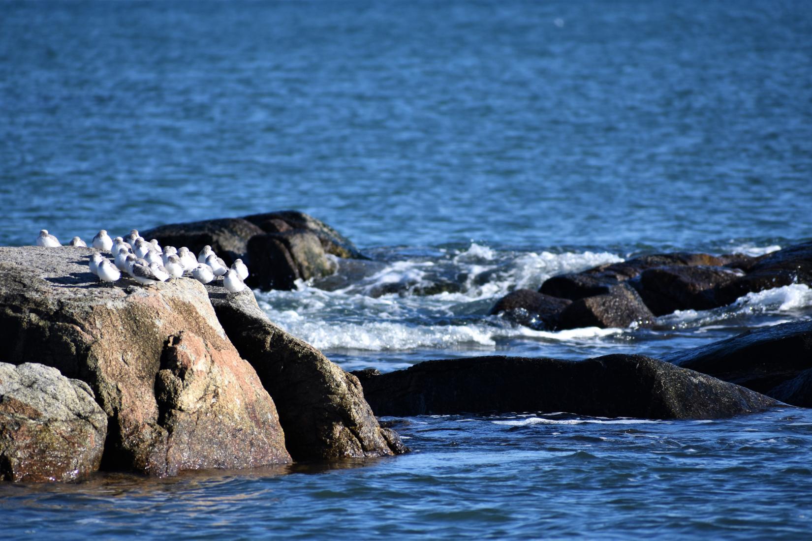 Sandee - Fortunes Rocks Beach