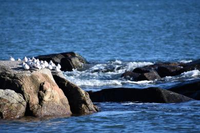 Sandee - Fortunes Rocks Beach