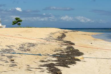 Sandee - Playa Las Ballenas