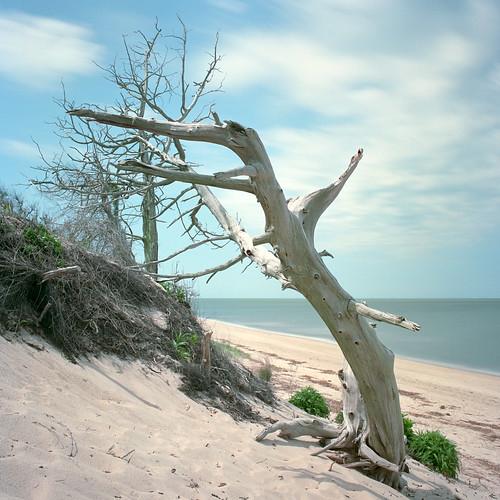 Sandee - Higbee Beach