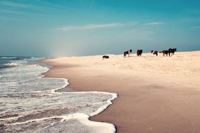 Sandee - Assateague State Park