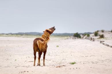 Sandee - Assateague State Park