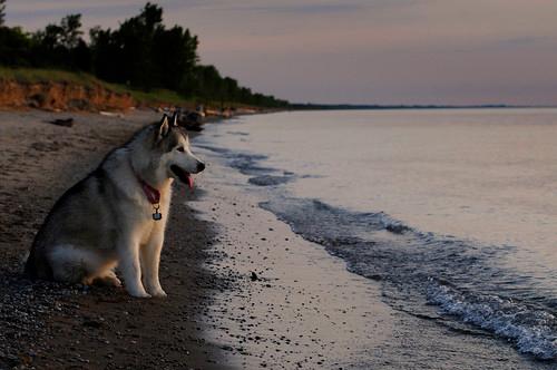 Sandee Pinery Dog Beach