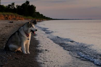 Sandee Pinery Dog Beach