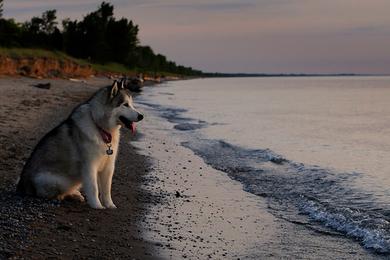 Sandee Pinery Dog Beach Photo