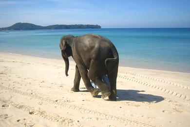 Sandee Elephant Beach Photo