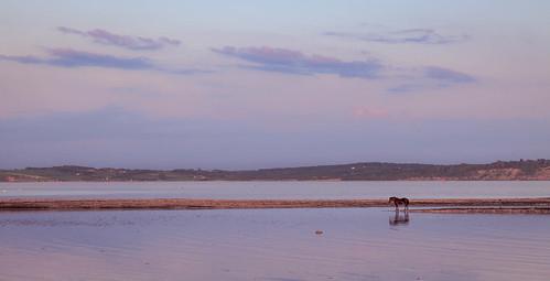 Sandee Seahorse Beach Photo