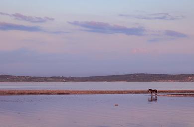 Sandee Seahorse Beach