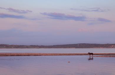 Sandee Seahorse Beach Photo