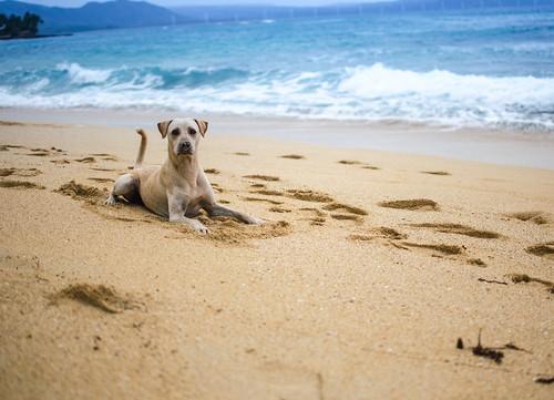 Sandee Pets’ Beach Photo