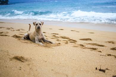 Sandee Pets’ Beach