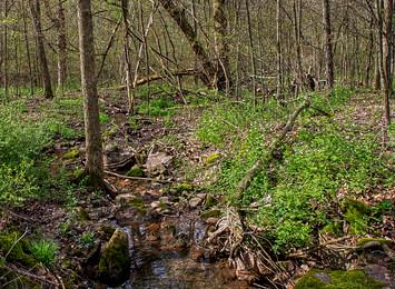 Sandee Honey Creek State Creek Photo