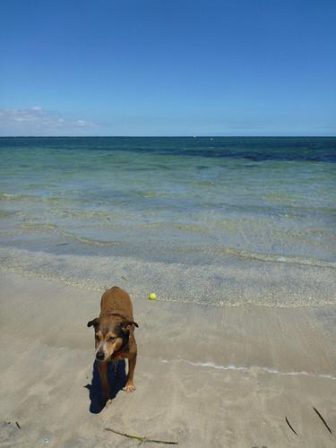 Sandee Rockingham Dog Beach Photo