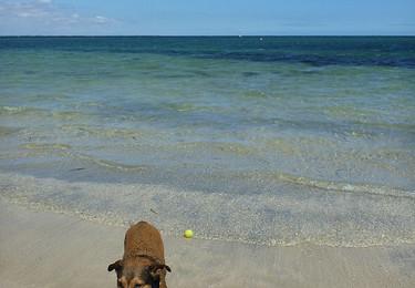 Sandee Rockingham Dog Beach Photo