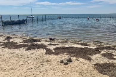 Sandee - Barnegat Light Bay Beach