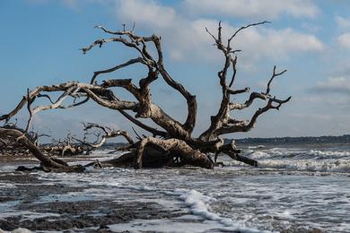 Sandee Driftwood Beach Photo