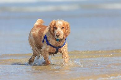 Sandee Canine Beach Photo